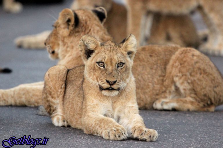 بهزاد فراهانی نخستین کارگردانی سینمایی خود را تجربه می‌کند